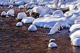 Snow-Covered River Rocks_32625